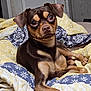 dog, pet, brown_dog, tan_dog, quilt, bedding, indoor, bedroom, resting, looking, ears, paw, canine, animal, cute, companion, furniture, relaxed, alert, portrait