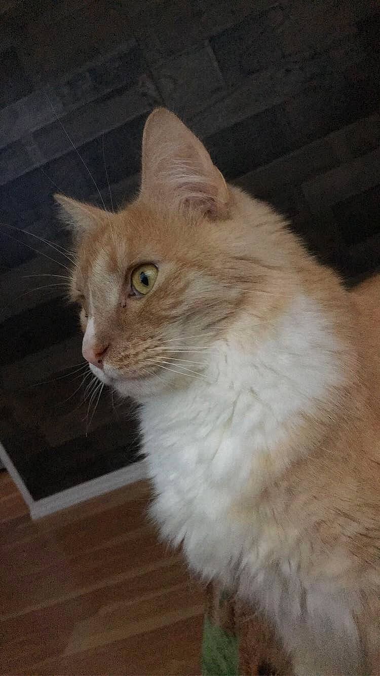 Simba is registered to the contest to win money with this photo: aegean_cat, asian_semi_longhair, british_semi_longhair, carnivore, cat, domestic_long_haired_cat, european_shorthair, fawn, felidae, fur, maine_coon, mammal, norwegian_forest_cat, persian, small_to_medium_sized_cats, tail, turkish_angora, turkish_van, vertebrate, whiskers