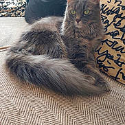 Mystic a rejoint le concours — aidez-le/la à gagner de superbes lots ! cat, couch, cozy, cute, domestic_animal, feline, fluffy, fur, gray_cat, green_eyes, home, indoor, patterned, pet, pillow, relaxed, resting, sitting, tail, whiskers