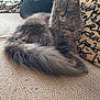 cat, couch, cozy, cute, domestic_animal, feline, fluffy, fur, gray_cat, green_eyes, home, indoor, patterned, pet, pillow, relaxed, resting, sitting, tail, whiskers