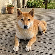 Aïko participe au concours pour gagner de l'argent avec cette photo : shiba_inu, dog, canine, pet, animal, outdoor, wooden_deck, potted_plant, greenery, fur, ears, tail, relaxed, lying_down, portrait, nature, sunlight, domestic_animal, companion, calm