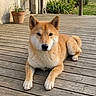 animal, calm, canine, companion, dog, domestic_animal, ears, fur, greenery, lying_down, nature, outdoor, pet, portrait, potted_plant, relaxed, shiba_inu, sunlight, tail, wooden_deck