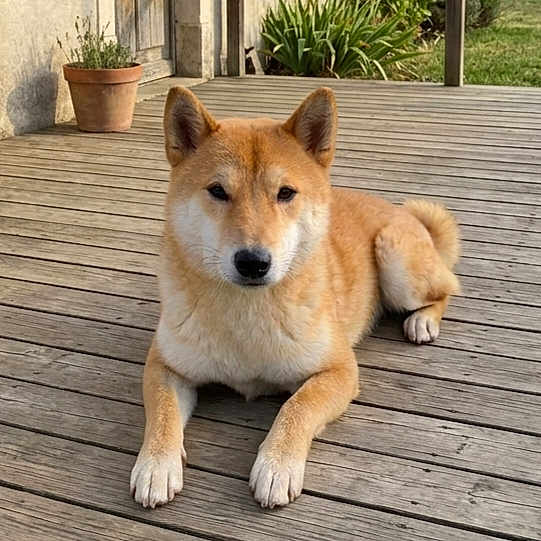 Aïko participe au concours pour gagner de l'argent avec cette photo : shiba_inu, dog, canine, pet, animal, outdoor, wooden_deck, potted_plant, greenery, fur, ears, tail, relaxed, lying_down, portrait, nature, sunlight, domestic_animal, companion, calm