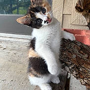 Pepperjack is registered to the contest to win money with this photo: animal, calico, cat, closeup, concrete, curious, cute, ears, feline, fur, kitten, outdoor, pet, playful, porch, small, tail, whiskers, wood, young