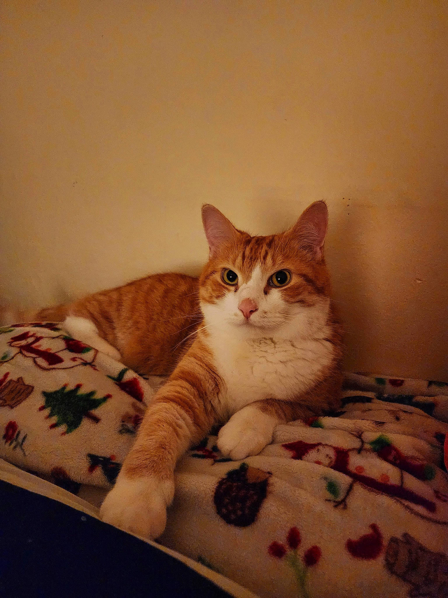 Merlin is registered to the contest to win money with this photo: bed, carnivore, cat, cat_supply, comfort, domestic_short_haired_cat, eye, fawn, felidae, flooring, fur, linens, paw, pet_supply, small_to_medium_sized_cats, snout, tail, whiskers, window, wood