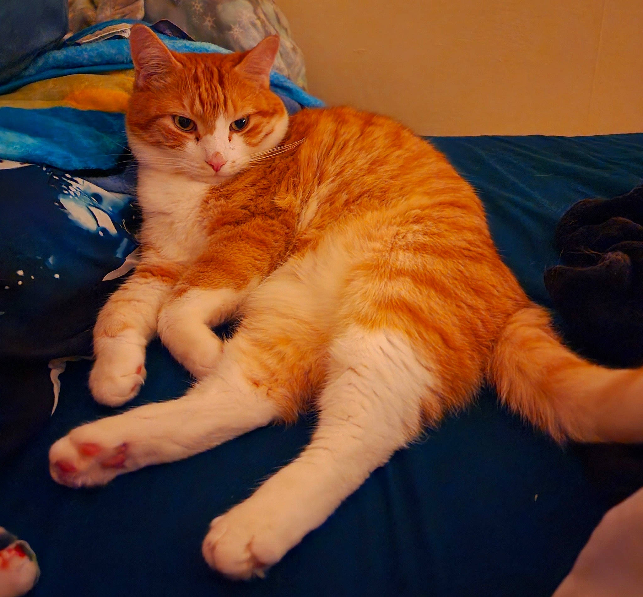 Merlin joined the competition — help win amazing prizes! bed, carnivore, cat, claw, comfort, domestic_short_haired_cat, electric_blue, fawn, felidae, foot, fur, gesture, human_leg, lap, paw, sitting, small_to_medium_sized_cats, snout, tail, whiskers