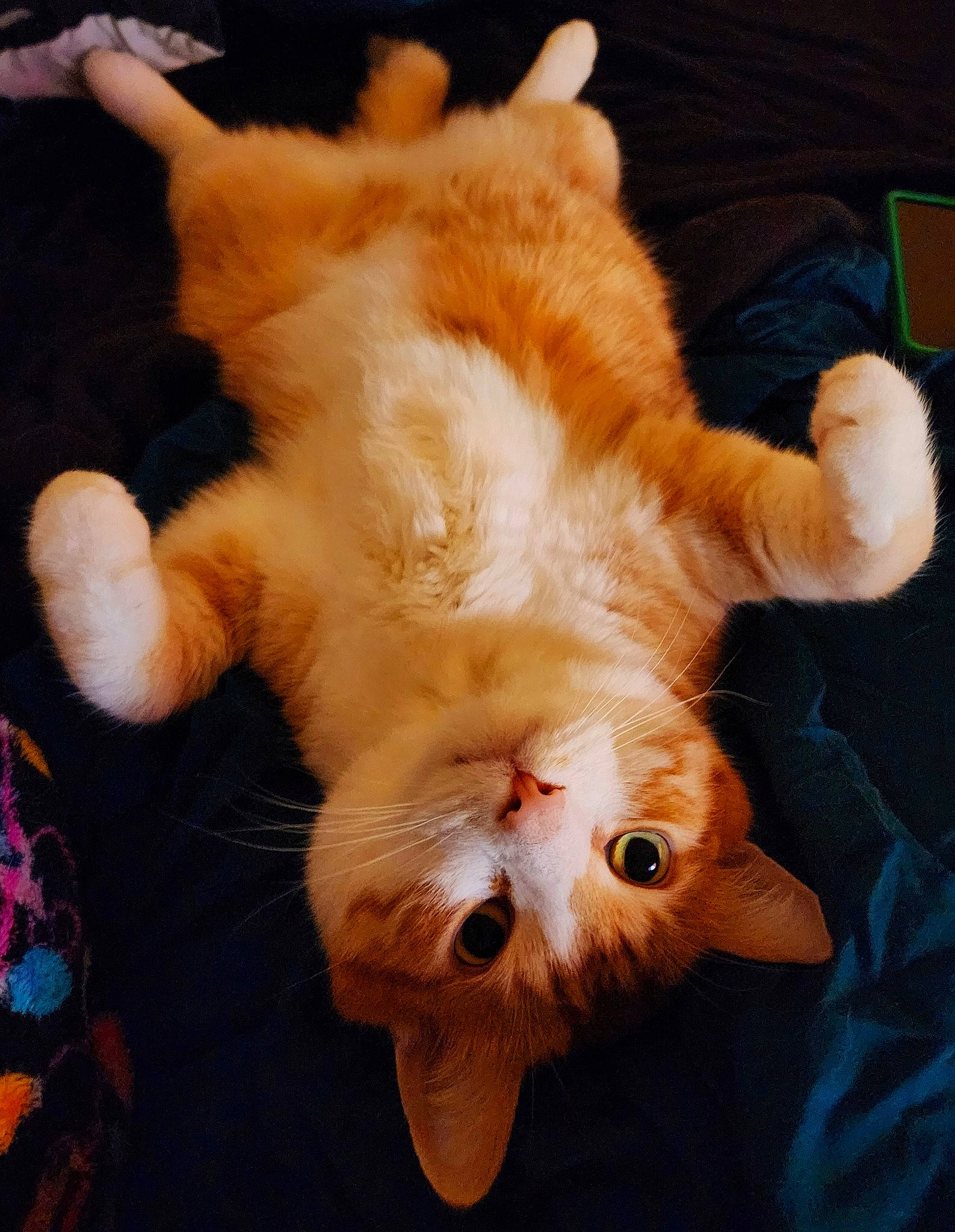 Merlin joined the competition — help win amazing prizes! canidae, carnivore, cat, claw, comfort, companion_dog, dog_breed, domestic_short_haired_cat, fawn, felidae, foot, fur, gesture, mammal, paw, small_to_medium_sized_cats, snout, sporting_group, tail, whiskers