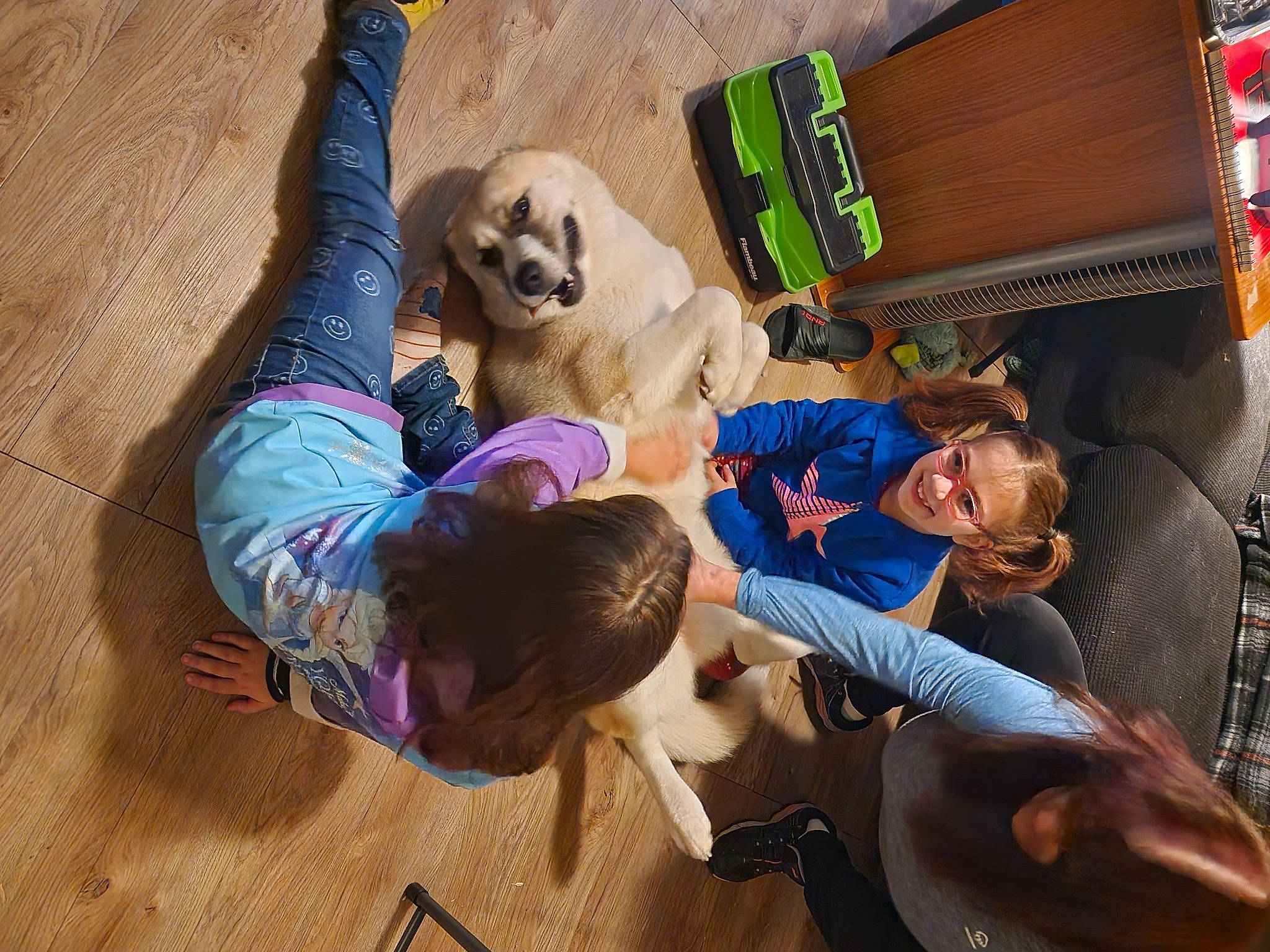 Keira joined the competition — help win amazing prizes! carnivore, comfort, companion_dog, dog, dog_breed, fawn, flooring, fun, fur, happy, hardwood, leisure, sitting, smile, sporting_group, t_shirt, toy_dog, tree, wood, working_animal