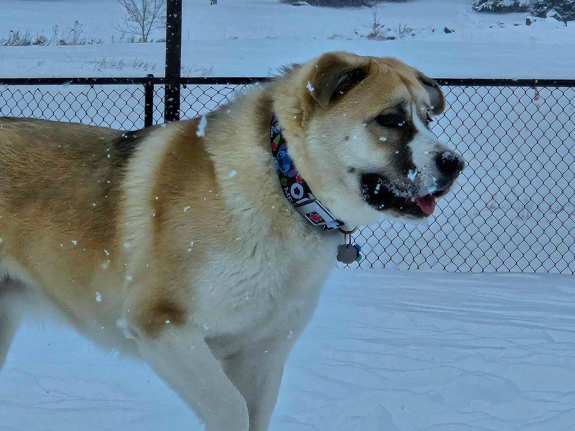 Keira joined the competition — help win amazing prizes! canidae, carnivore, collar, companion_dog, dog, dog_breed, dog_collar, dog_supply, fawn, fence, fur, leash, paw, pet_supply, snout, snow, sporting_group, whiskers, winter, working_animal