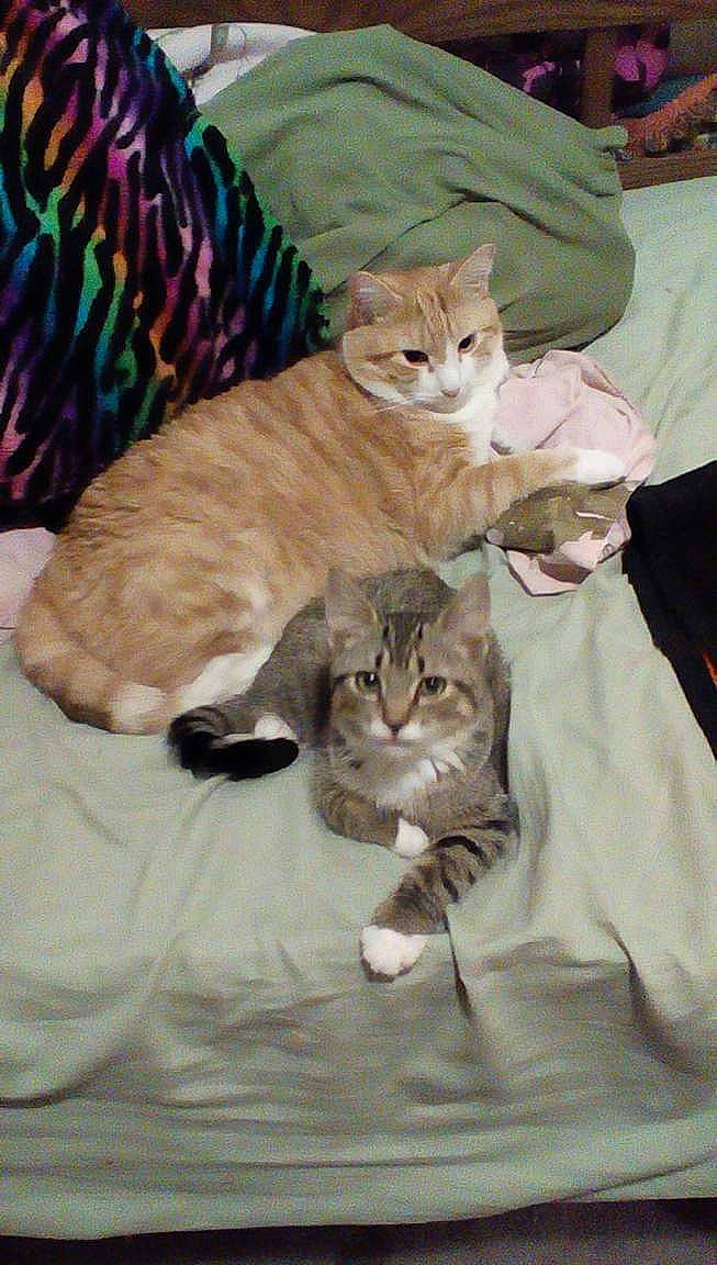 Lynx is registered to the contest to win money with this photo: bed, carnivore, cat, claw, comfort, domestic_short_haired_cat, fawn, felidae, fur, linens, nap, paw, sitting, small_to_medium_sized_cats, tail, whiskers