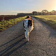 Itak a rejoint le concours — aidez-le/la à gagner de superbes lots ! dog, canine, outdoor, sunlight, road, asphalt, field, grass, trees, nature, shadow, sunset, pet, walking, animal, landscape, rural, sky, happy, fur