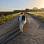 dog, canine, outdoor, sunlight, road, asphalt, field, grass, trees, nature, shadow, sunset, pet, walking, animal, landscape, rural, sky, happy, fur