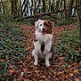 Itak a rejoint le concours — aidez-le/la à gagner de superbes lots ! dog, forest, leaves, autumn, nature, outdoor, trees, ivy, smiling, brown_and_white, happy, pet, canine, fur, sitting, woods, seasonal, path, animal, scenery