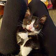 Penelope is registered to the contest to win money with this photo: animal, black_and_white, cat, close_up, clothing, cute, domestic, eyes, feline, fur, indoor, kitten, lap, legs, paws, pet, pink_nose, resting, whiskers, young