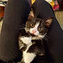 animal, black_and_white, cat, close_up, clothing, cute, domestic, eyes, feline, fur, indoor, kitten, lap, legs, paws, pet, pink_nose, resting, whiskers, young