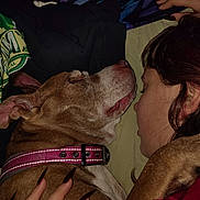 Bailey joined the competition — help win amazing prizes! dog, person, sleeping, hand, fur, nails, collar, blanket, jacket, face, closeup, resting, cozy, indoor, brown_fur, human, animal, pet, comfort, relaxation