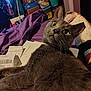 bed, blanket, cat, clutter, cozy, curious, domestic, feline, foot, fur, gray_cat, indoor, papers, pet, purple_blanket, relaxed, room, sock, whiskers, wide_eyes