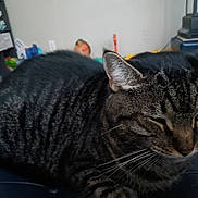 Bean joined the competition — help win amazing prizes! cat, tabby, resting, indoor, feline, pet, whiskers, ears, fur, striped, closeup, home, shelf, toys, furniture, relaxed, animal, domestic, comfort, floor