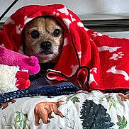 Mookie is registered to the contest to win money with this photo: dog, blanket, red_blanket, plush_toy, bedspread, bear_pattern, tree_pattern, animal_print, indoor, cozy, pet, cute, wrapped, resting, fur, face, eyes, snout, soft_toy, home