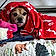 Mookie