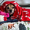 dog, blanket, red_blanket, plush_toy, bedspread, bear_pattern, tree_pattern, animal_print, indoor, cozy, pet, cute, wrapped, resting, fur, face, eyes, snout, soft_toy, home
