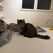 Luigi participe au concours pour gagner de l'argent avec cette photo : animal, blanket, cat, cozy, curled_tail, domestic, feline, floor, fur, gray, indoor, kitten, pet, shelf, tabby, tail, toy, white, window, young