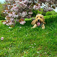 Milo is registered to the contest to win money with this photo: dog, grass, flowering_tree, pink_flowers, spring, outdoor, pet, canine, nature, greenery, tongue_out, happy, laying_down, leafy, scenic, animal, daylight, park, fur, garden