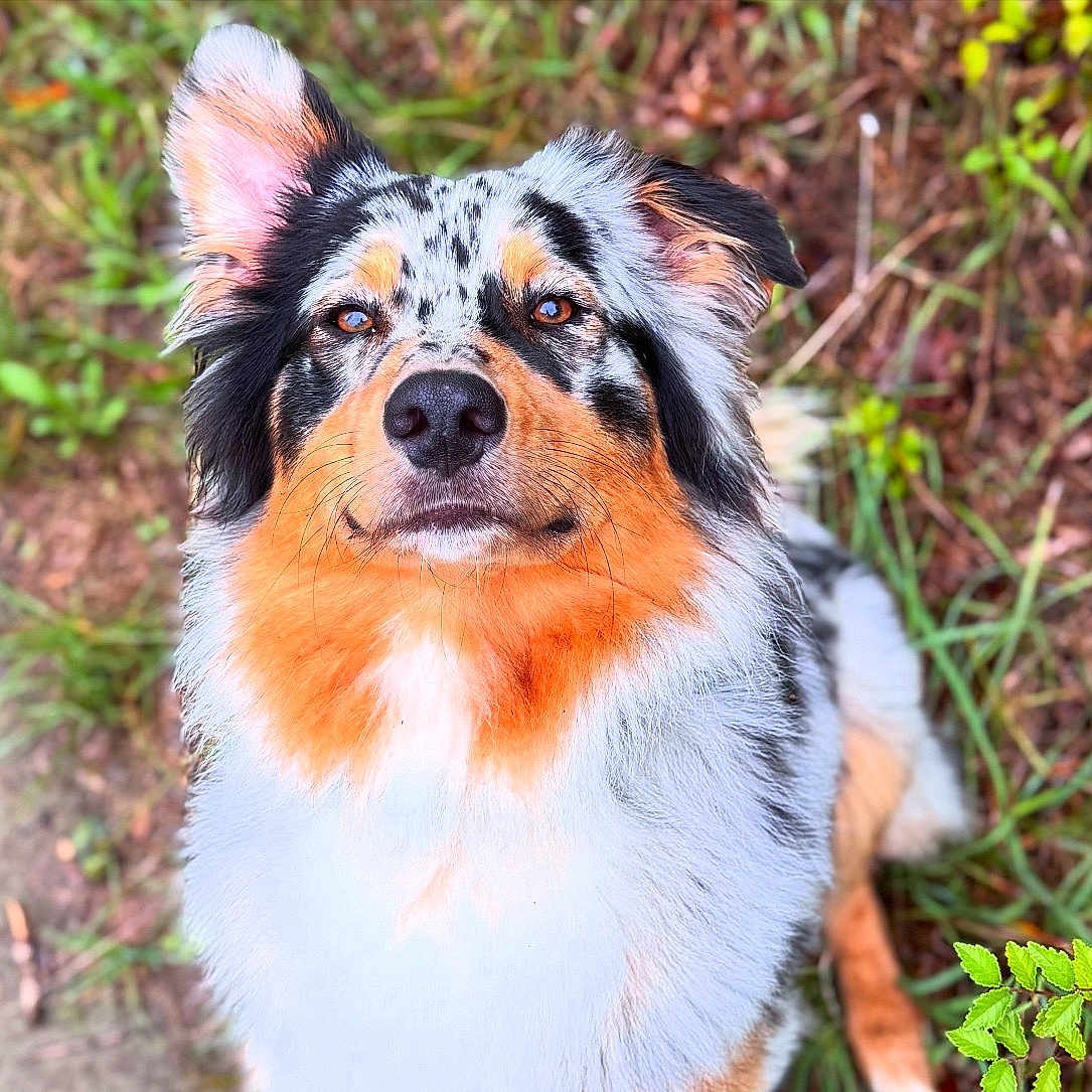 Vasco participe au concours pour gagner de l'argent avec cette photo : animal, australian_shepherd, black, brown, canine, closeup, dog, ears, eyes, face, fur, grass, muzzle, nature, orange, outdoor, pet, portrait, snout, white