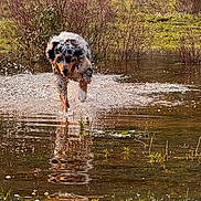 Vasco participe au concours pour gagner de l'argent avec cette photo : dog, water, splash, pond, grass, nature, outdoor, running, animal, wet, reflection, bush, fur, playful, canine, active, field, spring, movement, energetic