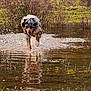 dog, water, splash, pond, grass, nature, outdoor, running, animal, wet, reflection, bush, fur, playful, canine, active, field, spring, movement, energetic