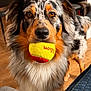 dog, australian_shepherd, tennis_ball, pet, indoor, brown_eyes, fluffy, fur, animal, playing, looking, mouth, toy, floor, furniture, closeup, canine, domestic_animal, companion, curious