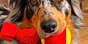 Vasco participe au concours pour gagner de l'argent avec cette photo : dog, australian_shepherd, toy, tennis_ball, red_toy, indoor, pet, animal, close_up, fur, brown_eyes, looking_at_camera, playful, cute, mammal, domestic_animal, nose, ears, whiskers, floor