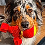 dog, australian_shepherd, toy, tennis_ball, red_toy, indoor, pet, animal, close_up, fur, brown_eyes, looking_at_camera, playful, cute, mammal, domestic_animal, nose, ears, whiskers, floor