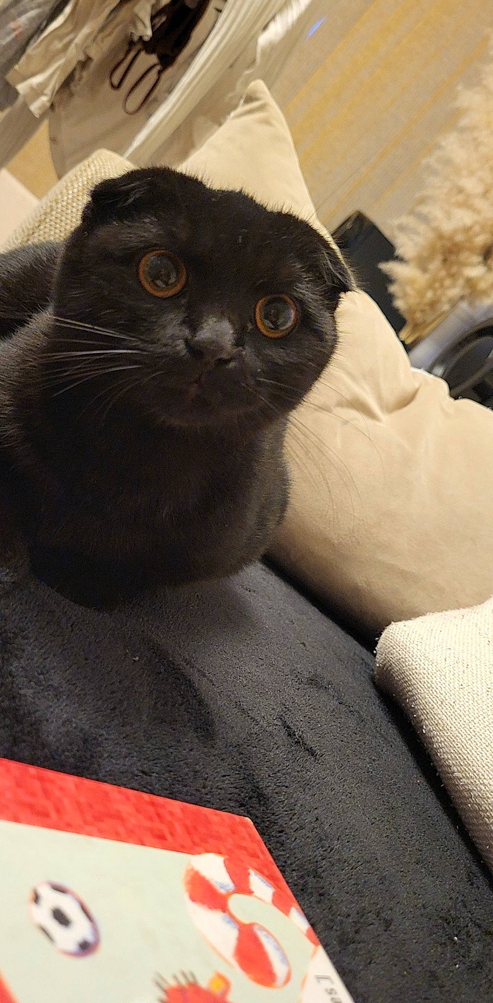 P'Tibo a rejoint le concours — aidez-le/la à gagner de superbes lots ! black_cat, carnivore, cat, comfort, domestic_short_haired_cat, felidae, fur, grey, small_to_medium_sized_cats, snout, terrestrial_animal, whiskers