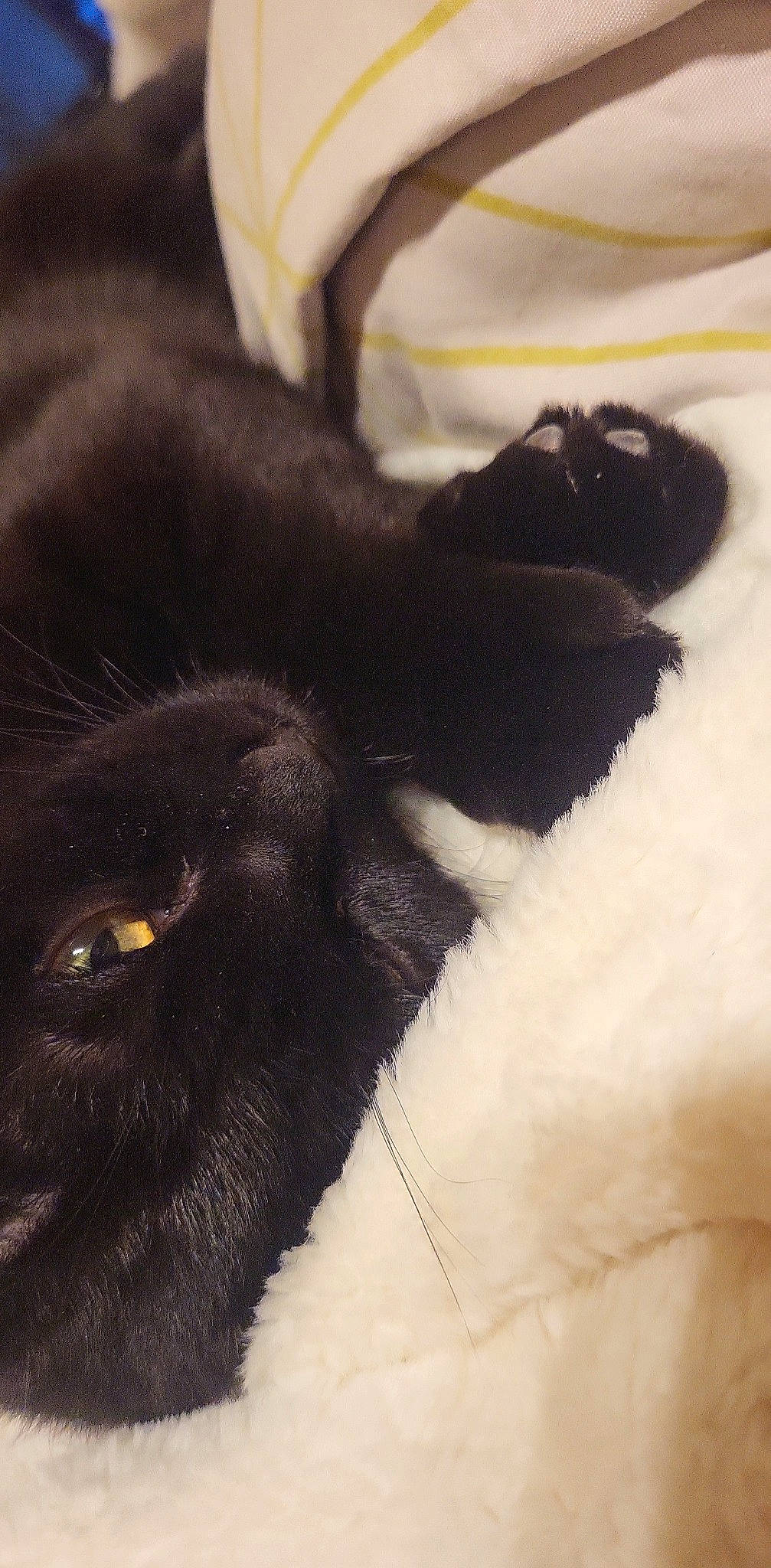 P'Tibo a rejoint le concours — aidez-le/la à gagner de superbes lots ! carnivore, cat, comfort, companion_dog, dog_breed, felidae, fur, liver, small_to_medium_sized_cats, snout, sporting_group, tail, terrestrial_animal, tints_and_shades, whiskers, working_animal