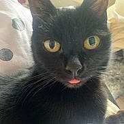 Gizmo is registered to the contest to win money with this photo: abyssinian, animal, bed, blackcat, blanket, bodypart, cat, couch, cushion, face, furniture, head, homedecor, kitten, manx, mouth, person, pet, quilt, tongue