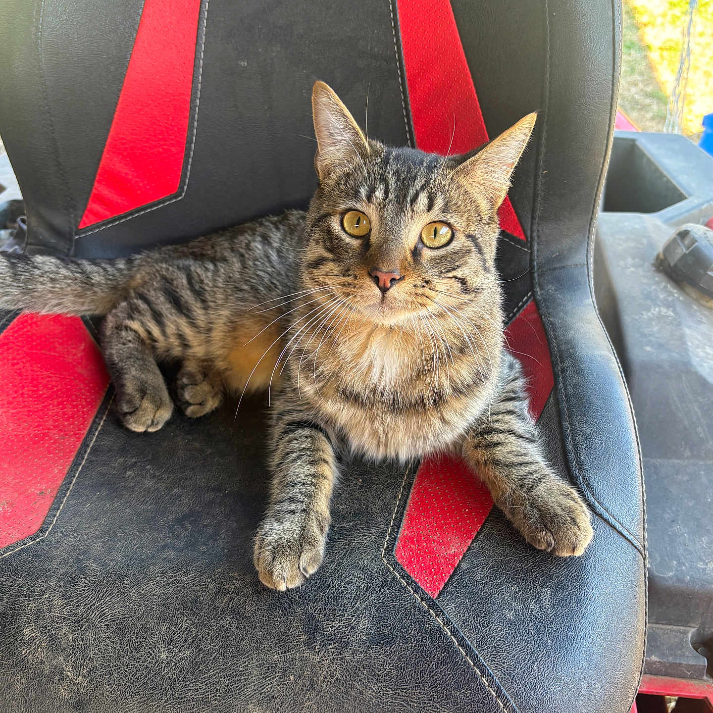 Charlie is registered to the contest to win money with this photo: cat, tabby, animal, pet, feline, chair, black, red, seat, fur, whiskers, outdoor, sunlight, relaxed, looking, sitting, craftsman, texture, closeup, domestic_animal