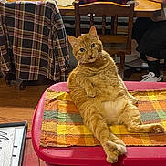 Baby joined the competition — help win amazing prizes! cat, orange_tabby, relaxed, indoor, furniture, table, chair, plaid, blanket, person, phone, wooden_floor, dining_room, pet, domestic_animal, casual, seated, household, cozy, animal