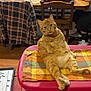 cat, orange_tabby, relaxed, indoor, furniture, table, chair, plaid, blanket, person, phone, wooden_floor, dining_room, pet, domestic_animal, casual, seated, household, cozy, animal