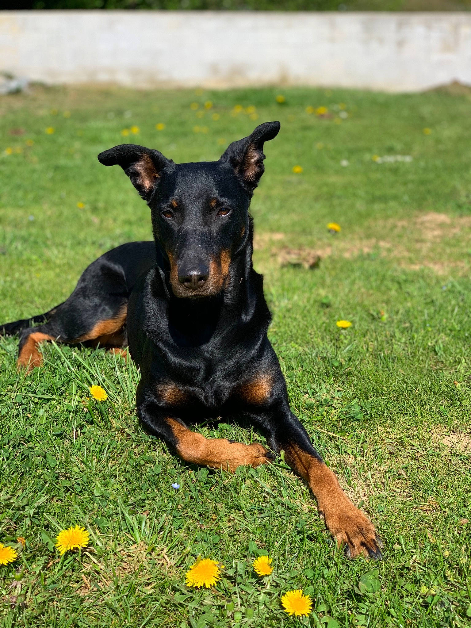 Jaïa participe au concours pour gagner de l'argent avec cette photo : beauceron, canidae, carnivore, dobermann, dog, dog_breed, german_pinscher, grass, guard_dog, mammal, manchester_terrier, miniature_pinscher, pinscher, plant, rare_breed_dog, snout, sporting_group, toy_manchester_terrier, vertebrate, working_dog