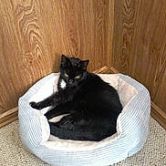 Blackie joined the competition — help win amazing prizes! alert, animal, black_cat, carpet, cat, comfort, corner, cozy, domestic_animal, feline, fur, home, indoor, mammal, pet_bed, quiet, relaxed, resting, soft_bed, wooden_wall