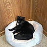 alert, animal, black_cat, carpet, cat, comfort, corner, cozy, domestic_animal, feline, fur, home, indoor, mammal, pet_bed, quiet, relaxed, resting, soft_bed, wooden_wall