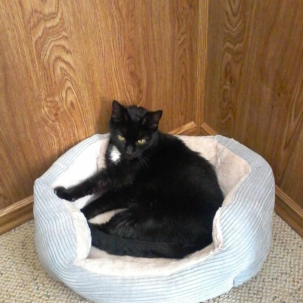 Blackie