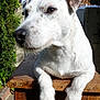 Barry participe au concours pour gagner de l'argent avec cette photo : dog, white_dog, brown_spots, wooden_table, outdoor, sunlight, greenery, pet, animal, snout, paws, ears, fur, close_up, portrait, relaxed, nature, daylight, garden, fence