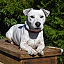animal, canine, collar, dog, foliage, garden, greenery, nature, outdoor, pet, portrait, quiet, relaxed, resting, serene, summer, sunlight, table, white_dog, wooden_table