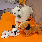 Barry participe au concours pour gagner de l'argent avec cette photo : dog, plush_toy, white_dog, stuffed_animal, orange_blanket, indoor, pet, animal, toy, laying_down, brown_toy, black_spots, cute, pet_bed, cozy, relaxed, ears, nose, carpet, home