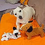dog, plush_toy, white_dog, stuffed_animal, orange_blanket, indoor, pet, animal, toy, laying_down, brown_toy, black_spots, cute, pet_bed, cozy, relaxed, ears, nose, carpet, home