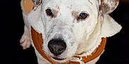Barry participe au concours pour gagner de l'argent avec cette photo : dog, white_dog, brown_spots, pet, animal, coat, jacket, looking_up, indoor, close_up, canine, fur, ears, nose, paws, carpet, brown_and_white, cute, companion, portrait