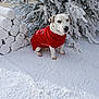 Barry participe au concours pour gagner de l'argent avec cette photo : animal, canine, cold, cute, dog, frost, fur, holiday, logs, nature, outdoor, pet, pine_tree, red_sweater, seasonal, small_dog, snow, white, winter, winter_clothing