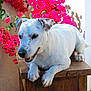 Barry a rejoint le concours — aidez-le/la à gagner de superbes lots ! animal, canine, close_up, colorful, dog, flower, garden, happy, nature, outdoor, pet, pink_flower, plant, portrait, relaxed, speckled_ears, summer, sunlight, white_dog, wooden_surface